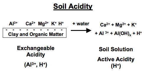 Exchangeable acidity from clay and organic matter plus water yields soil solution active acidity.